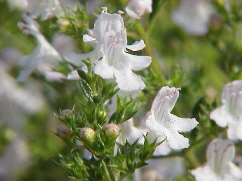 Image of perennial savory