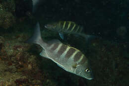 Sivun Haemulon sexfasciatum Gill 1862 kuva