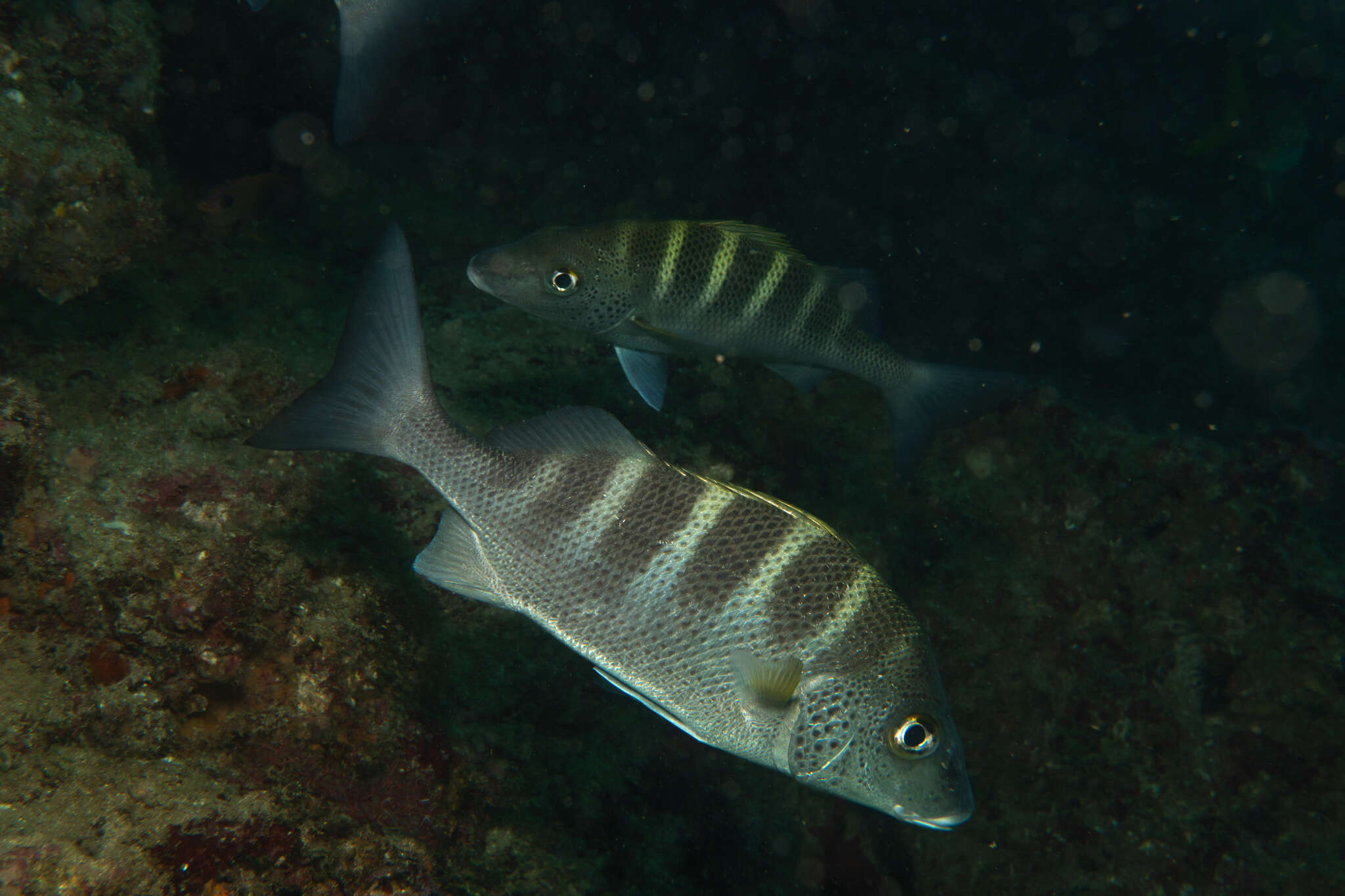 Sivun Haemulon sexfasciatum Gill 1862 kuva