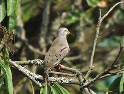 Image of Croaking Ground Dove