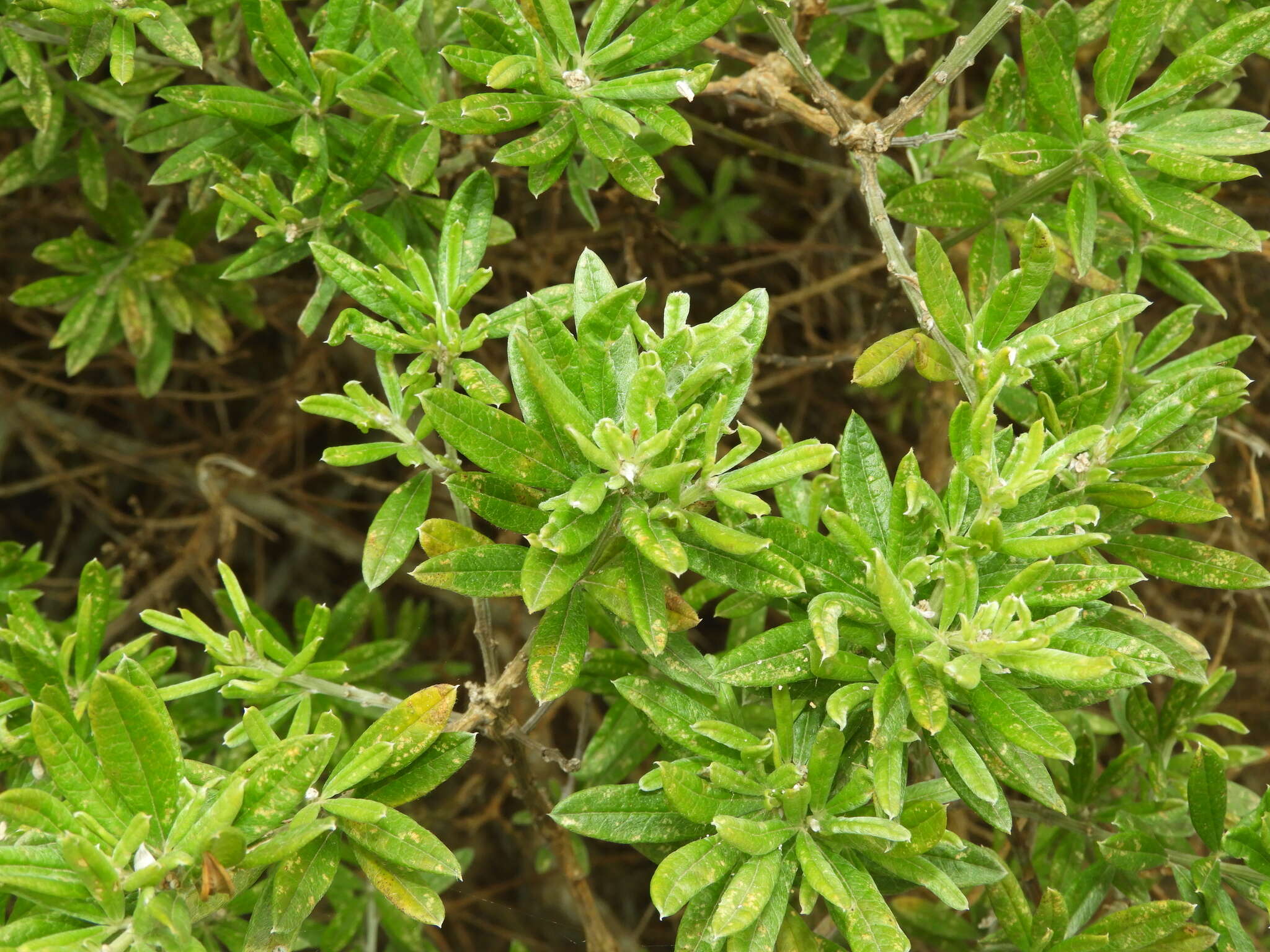 Imagem de <i>Genista linifolia</i> subsp. <i>pallida</i> (Poir.) P. Hanelt