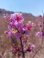 Sivun Koehneria madagascariensis (Baker) S. A. Graham, H. Tobe & P. Baas kuva