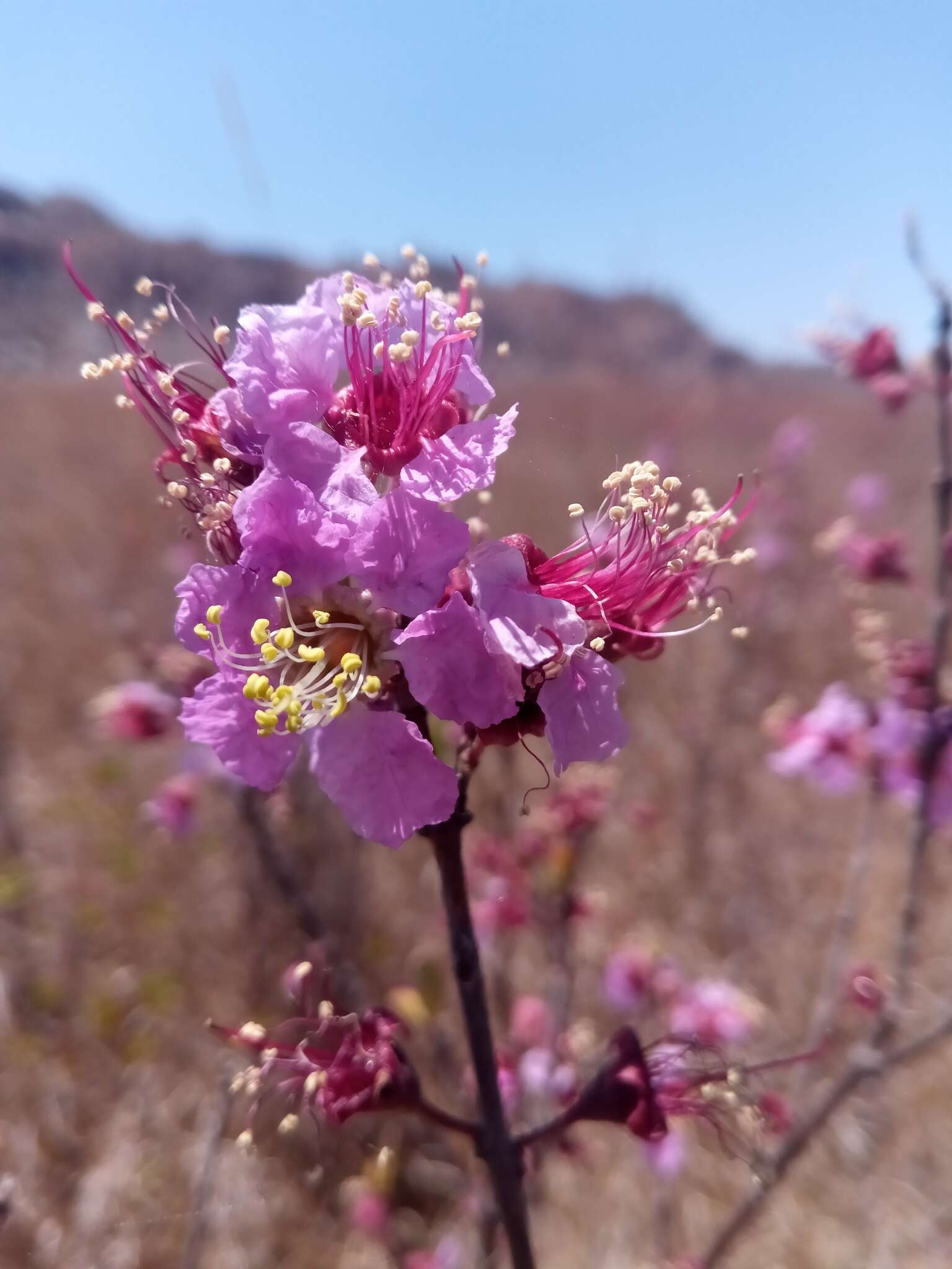 Sivun Koehneria madagascariensis (Baker) S. A. Graham, H. Tobe & P. Baas kuva