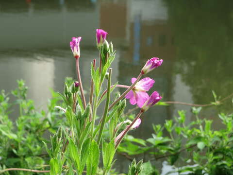 Image of Great Willowherb