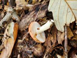 Image de Russula paraemetica Reumaux 1997