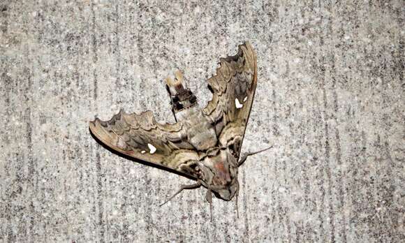 Image of False-windowed Sphinx