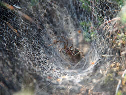 Image of Agelena labyrinthica (Clerck 1757)