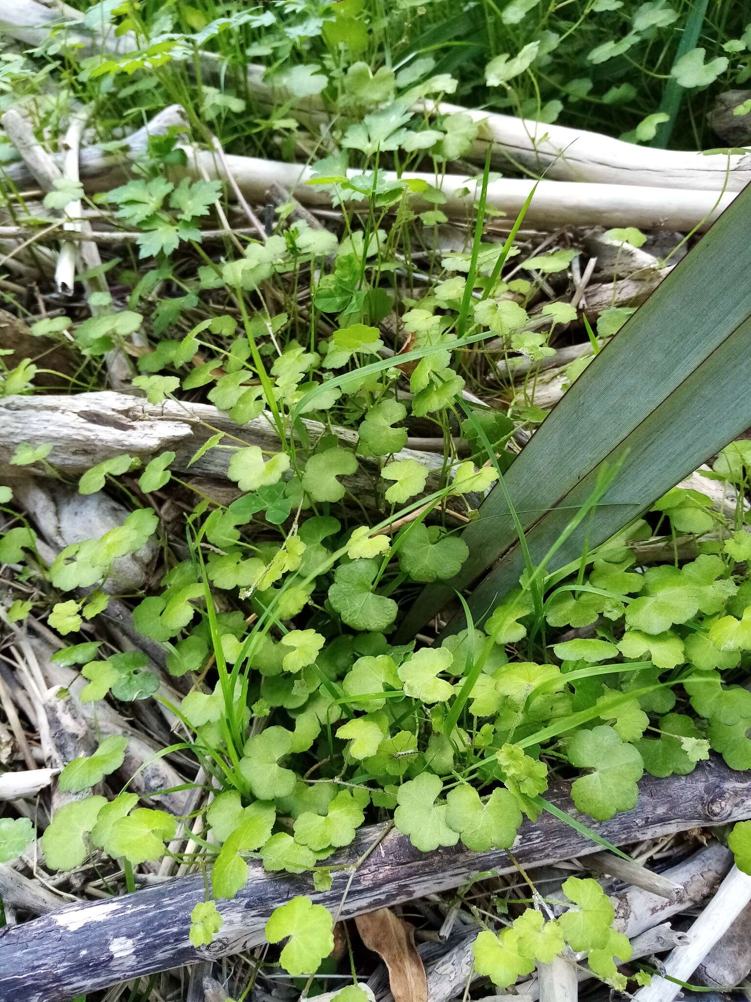 Imagem de Hydrocotyle novae-zealandiae var. robusta (Kirk) Cheesem.