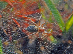 Image of Agelena labyrinthica (Clerck 1757)