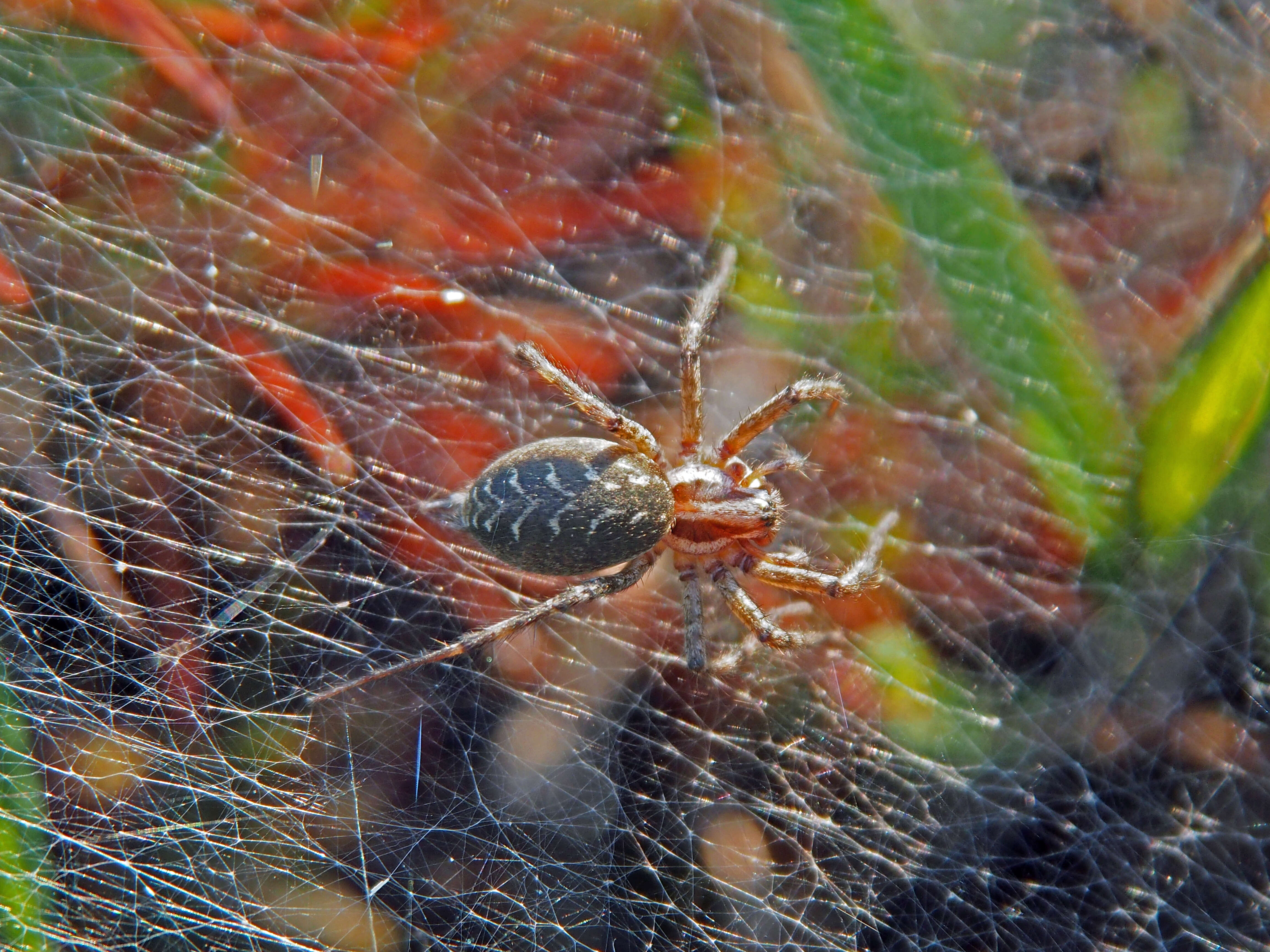 Image of Agelena labyrinthica (Clerck 1757)