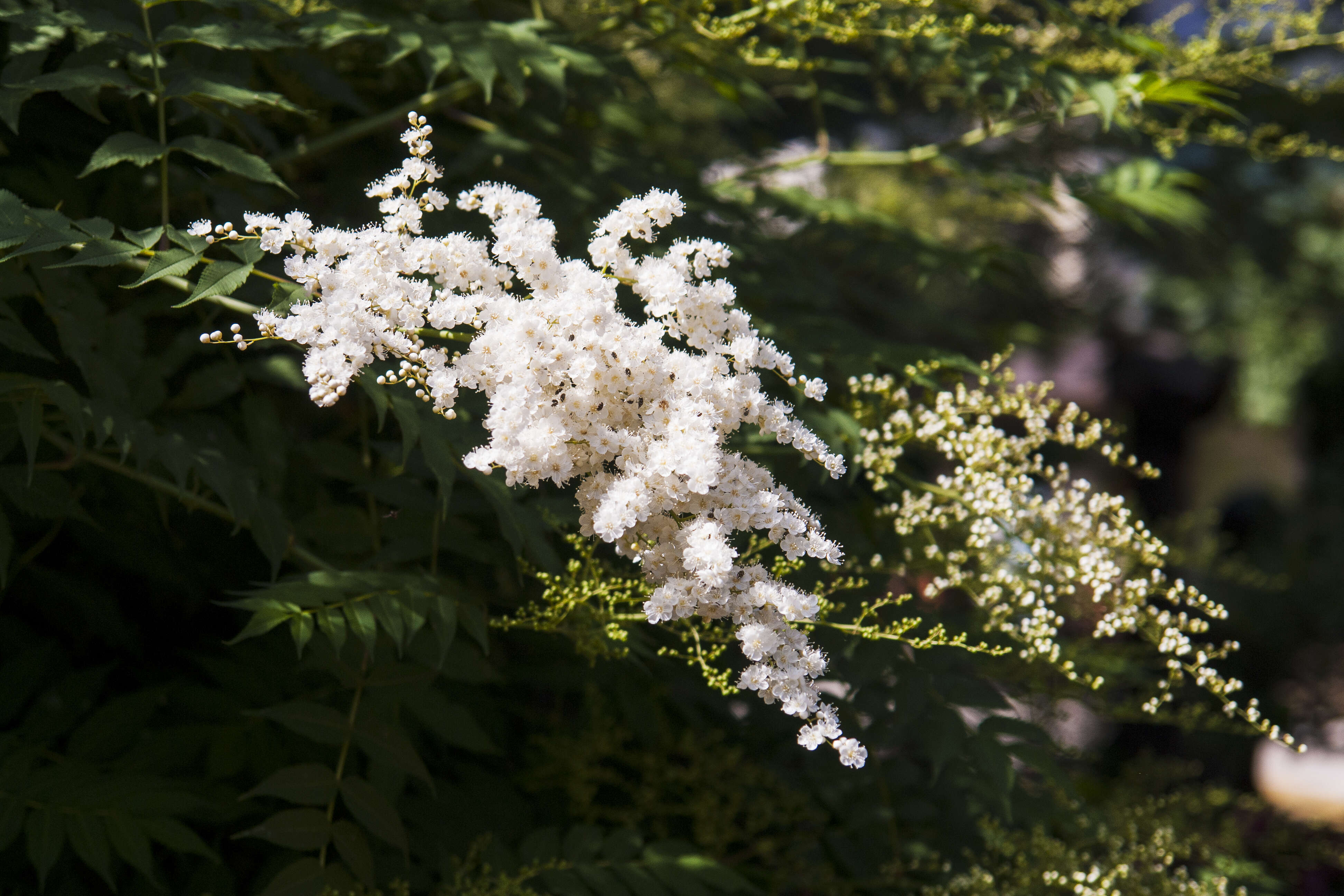 Image of false spiraea