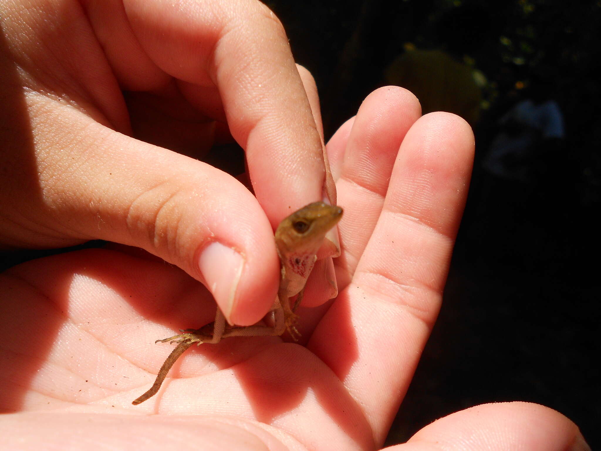 Sivun Anolis uniformis Cope 1885 kuva