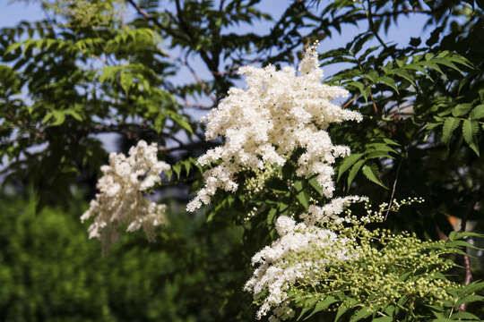 Imagem de Sorbaria sorbifolia (L.) A. Braun