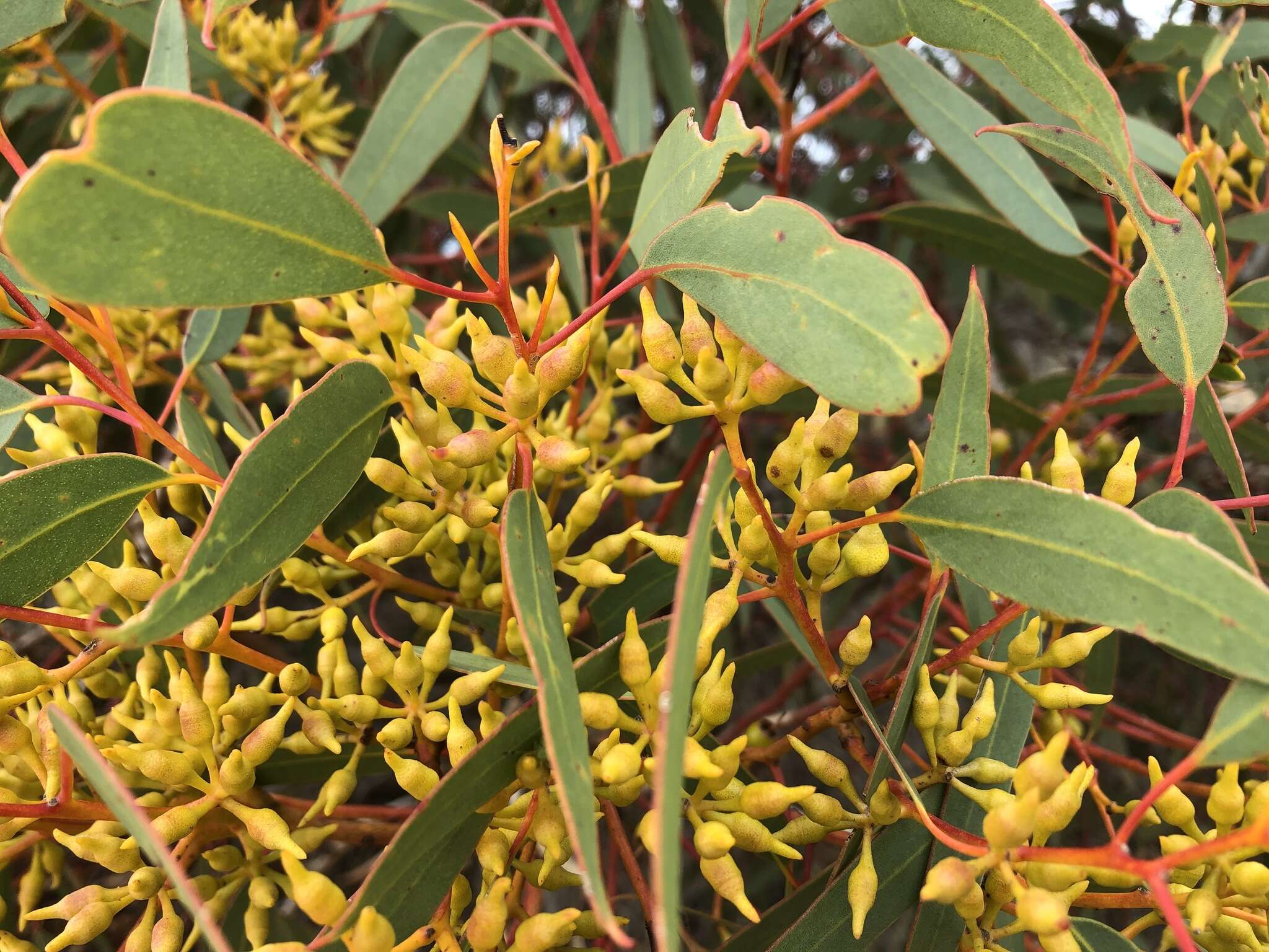 Image of Red Mallee