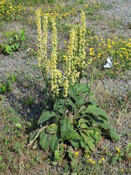 Verbascum nigrum L. resmi