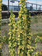 Verbascum nigrum L. resmi