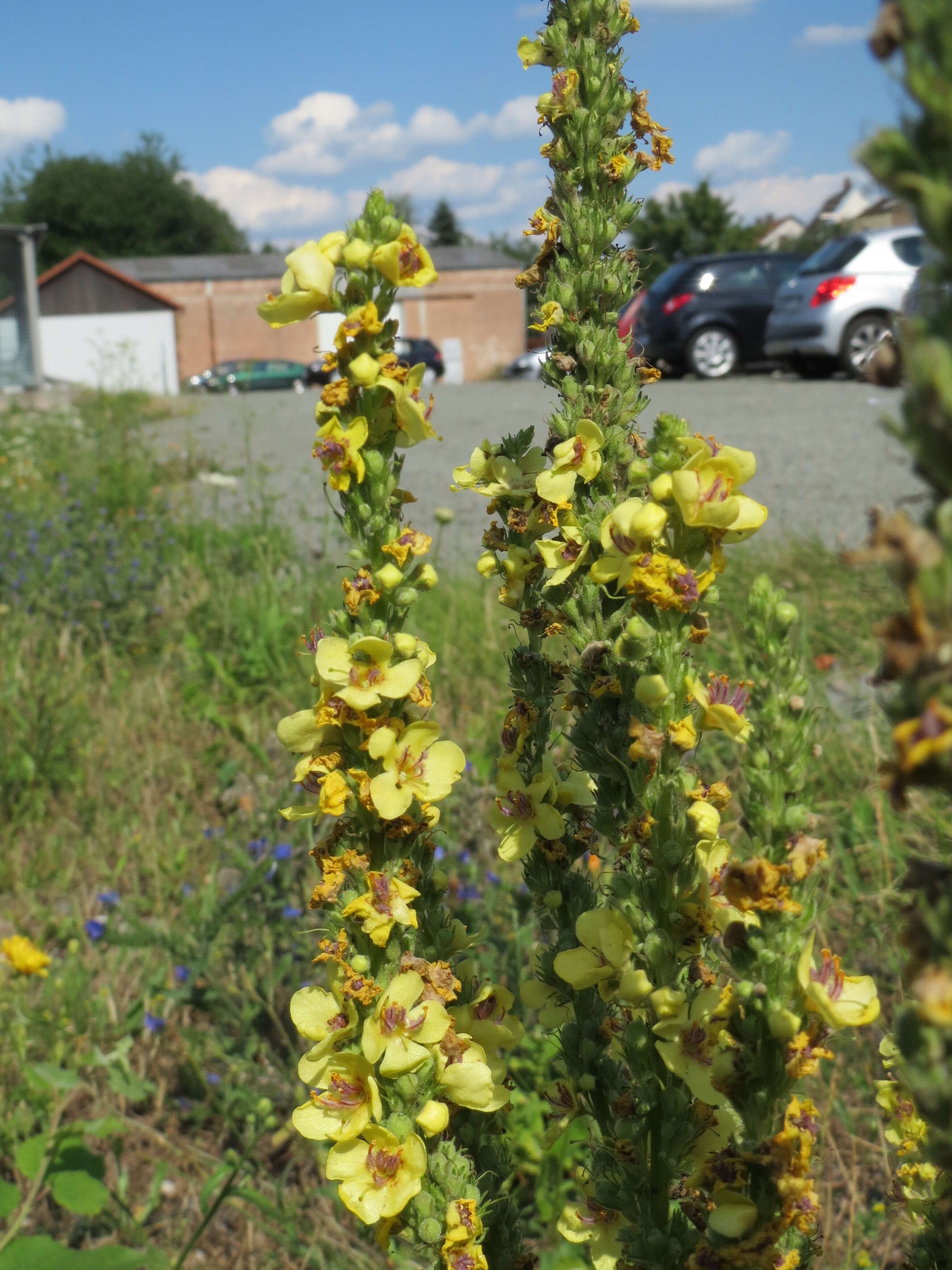 Verbascum nigrum L. resmi