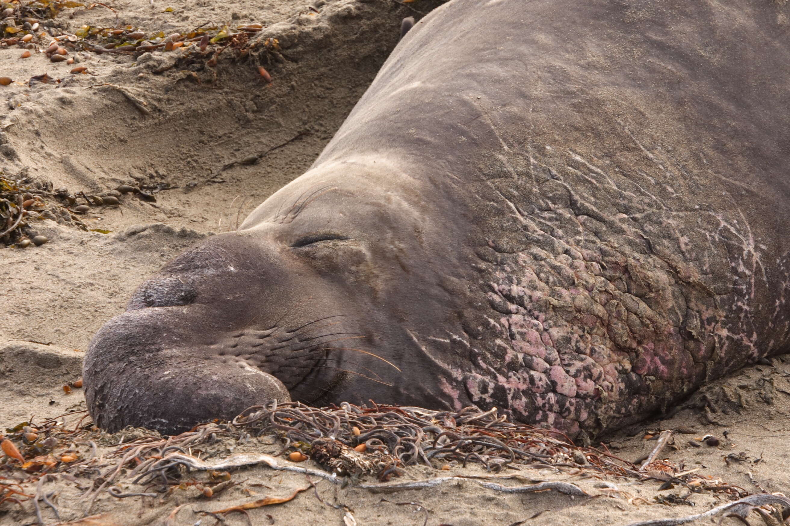 Image of Northern Elephant Seal