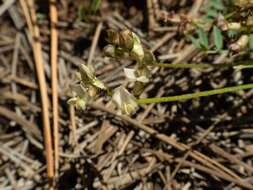 Sivun Astragalus humistratus A. Gray kuva