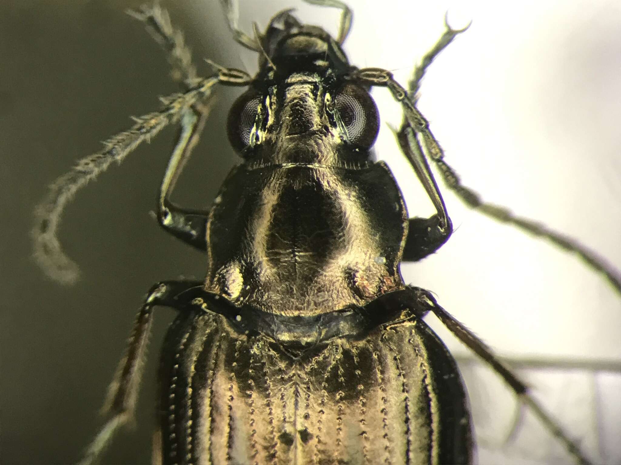 Image of Bembidion (Bracteon) punctatostriatum Say 1823