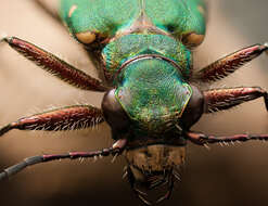 Image of Green tiger beetle