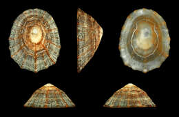 Image of Common limpet