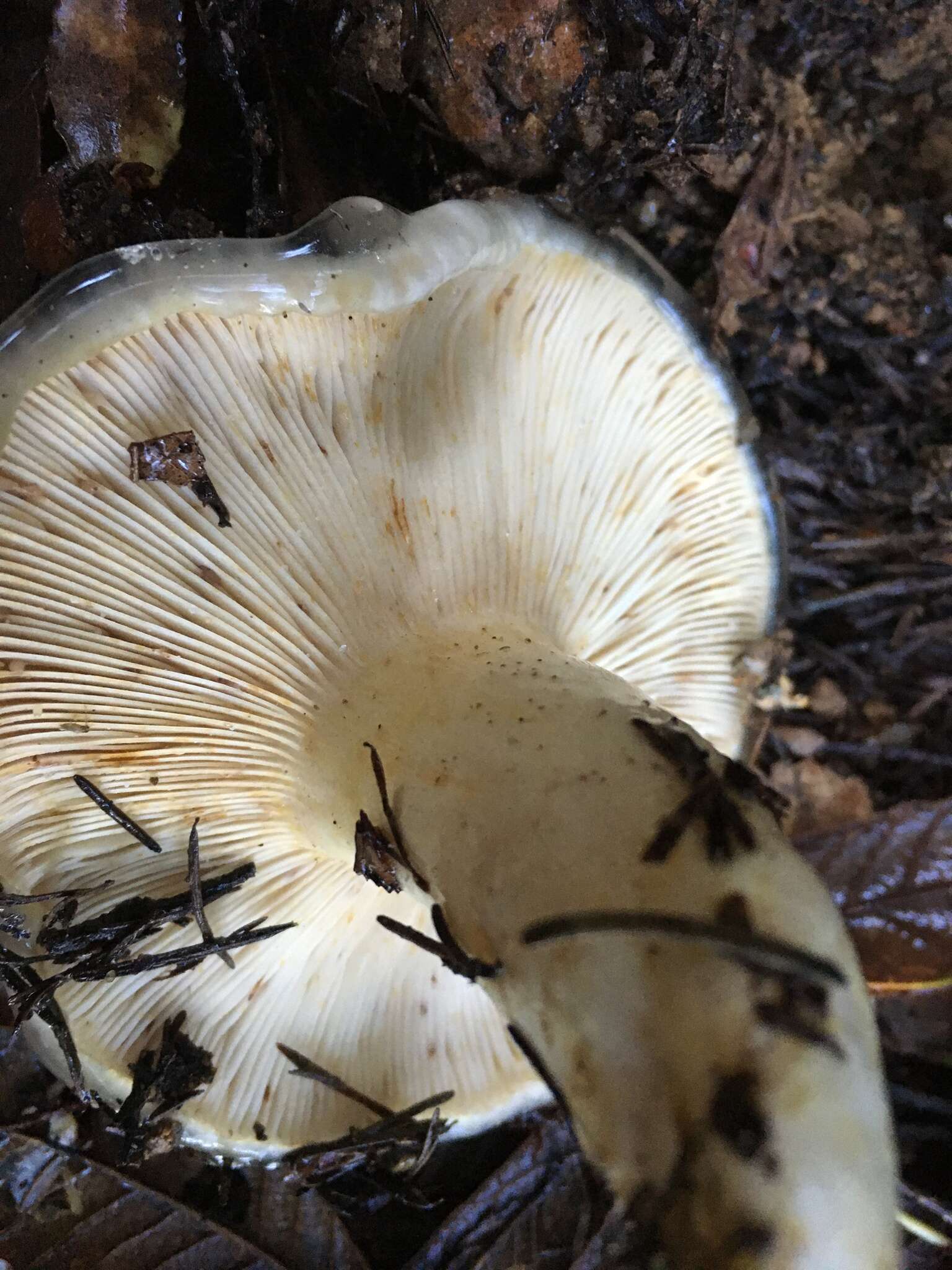 Слика од Lactarius californiensis Hesler & A. H. Sm. 1979