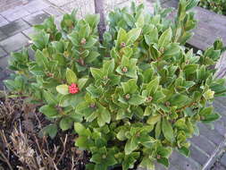 Imagem de Skimmia