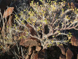 Image of Commiphora saxicola Engl.