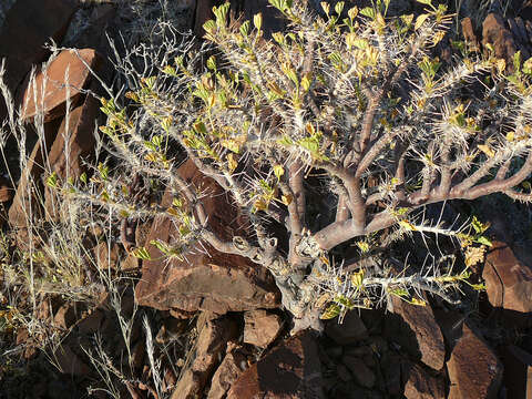 Plancia ëd Commiphora saxicola Engl.