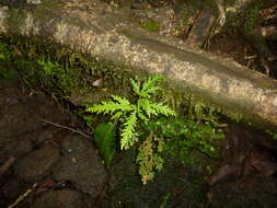 Imagem de Ficus lateriflora Vahl