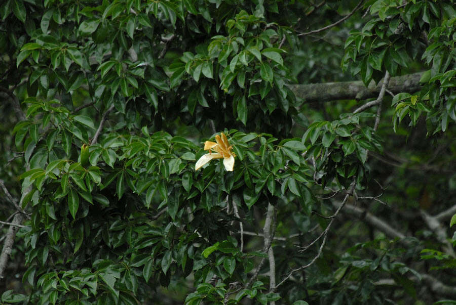 Image of Ceiba samauma (C. Mart. & Zucc.) Schum.