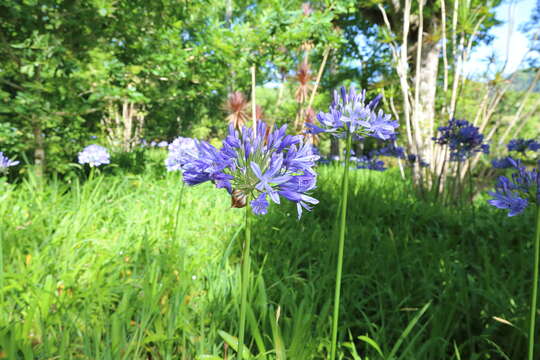 Imagem de Agapanthus praecox Willd.