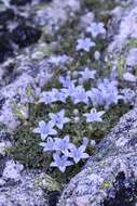 Image of Castle Crags bellflower