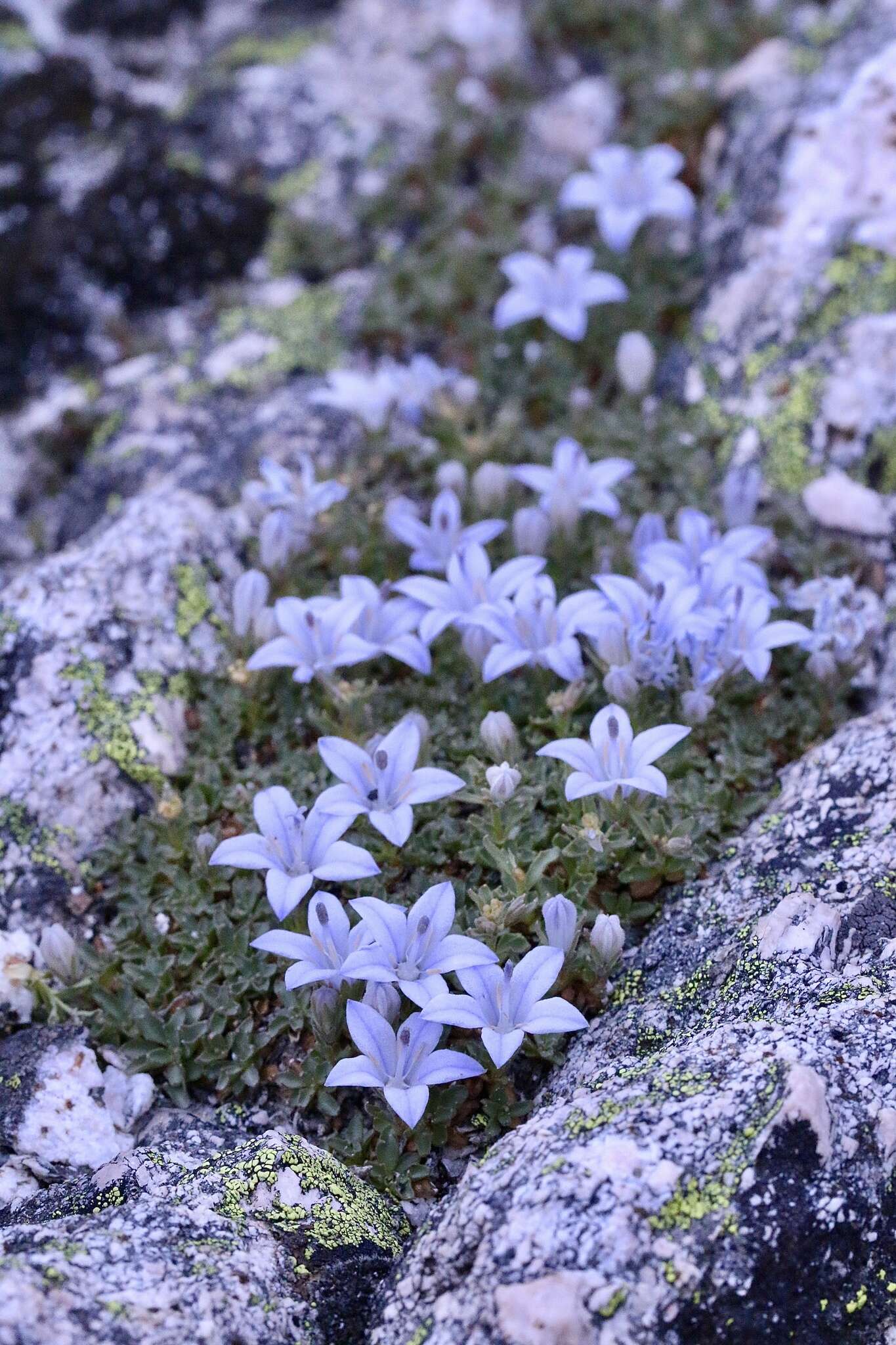 Image of Castle Crags bellflower