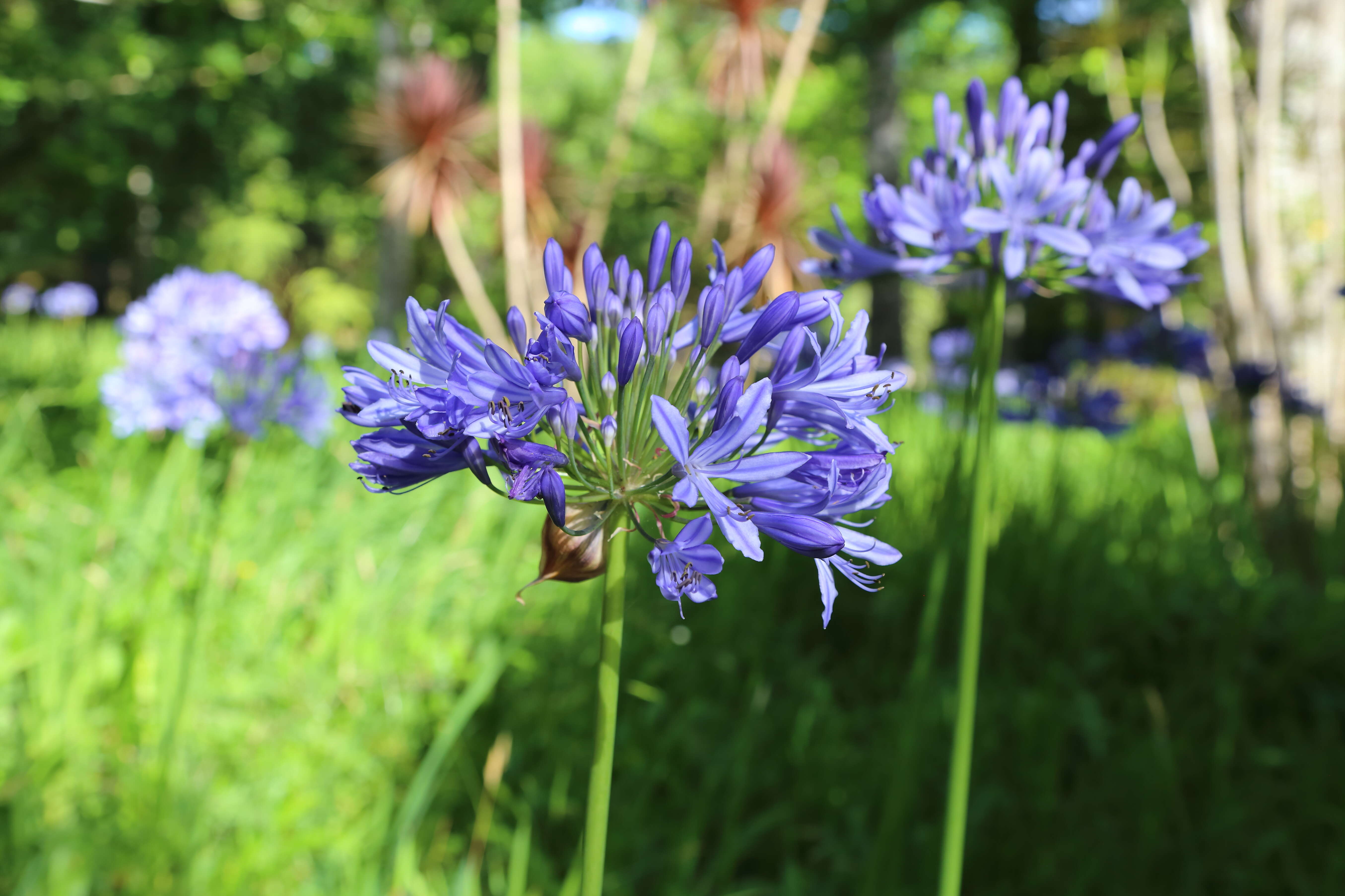 Imagem de Agapanthus praecox Willd.