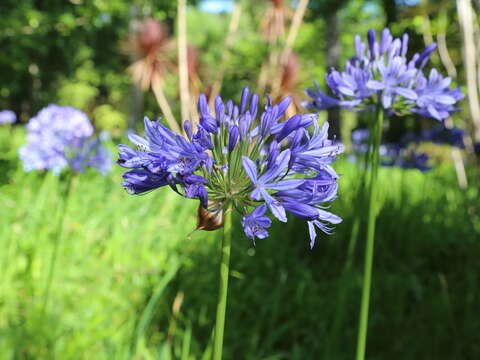 Imagem de Agapanthus praecox Willd.