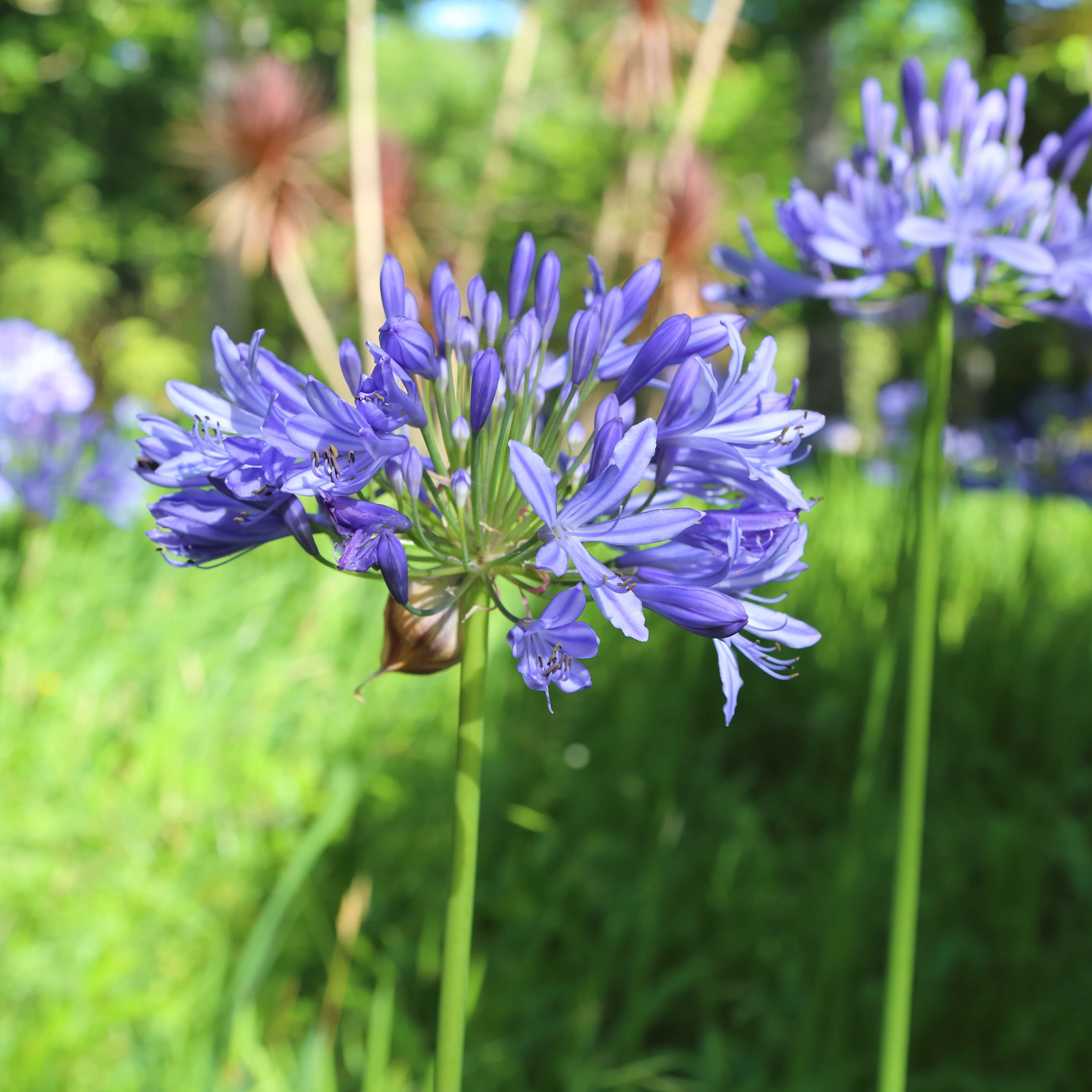 Imagem de Agapanthus praecox Willd.