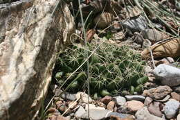 Image of Green-fruit Nipple Cactus