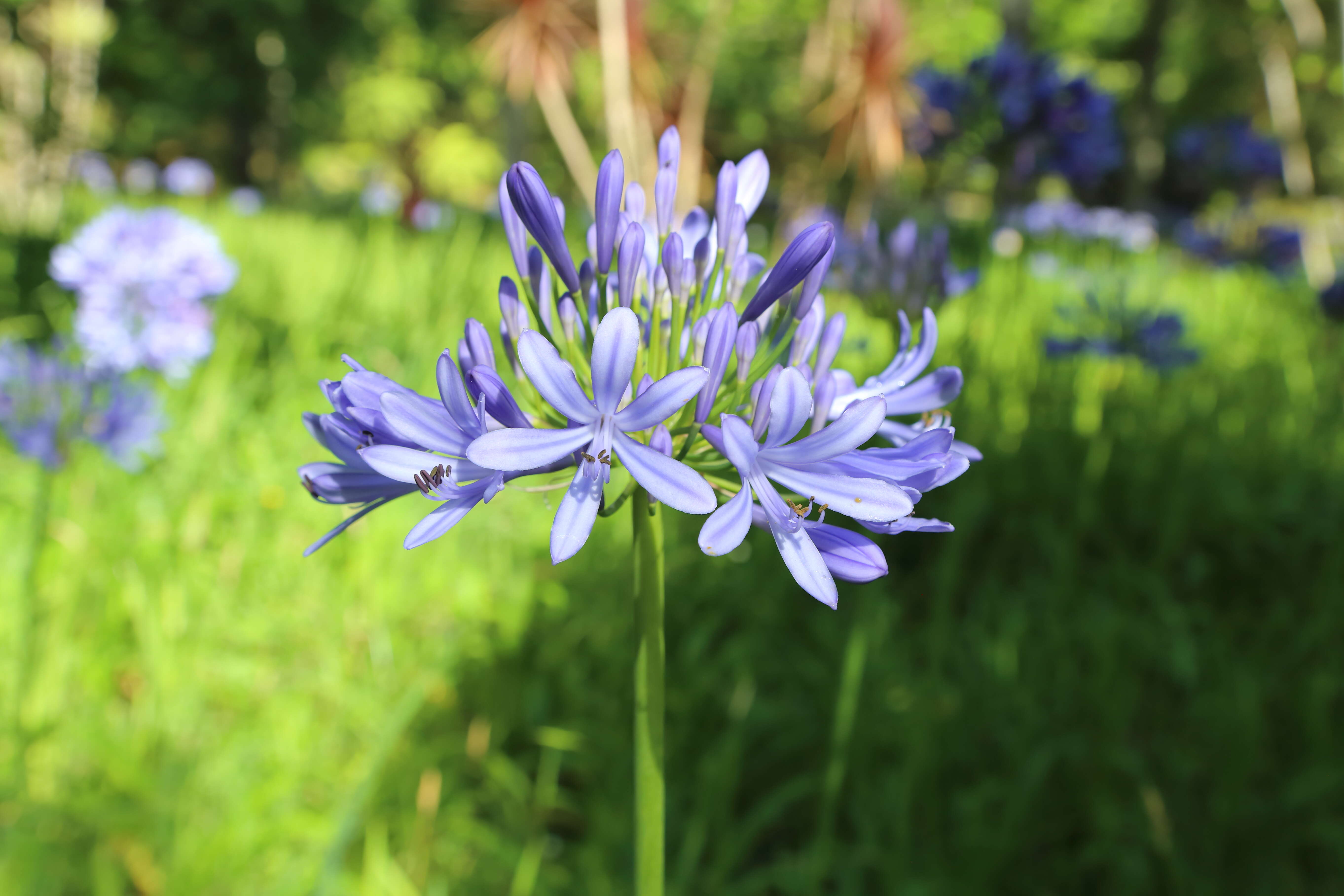 Imagem de Agapanthus praecox Willd.