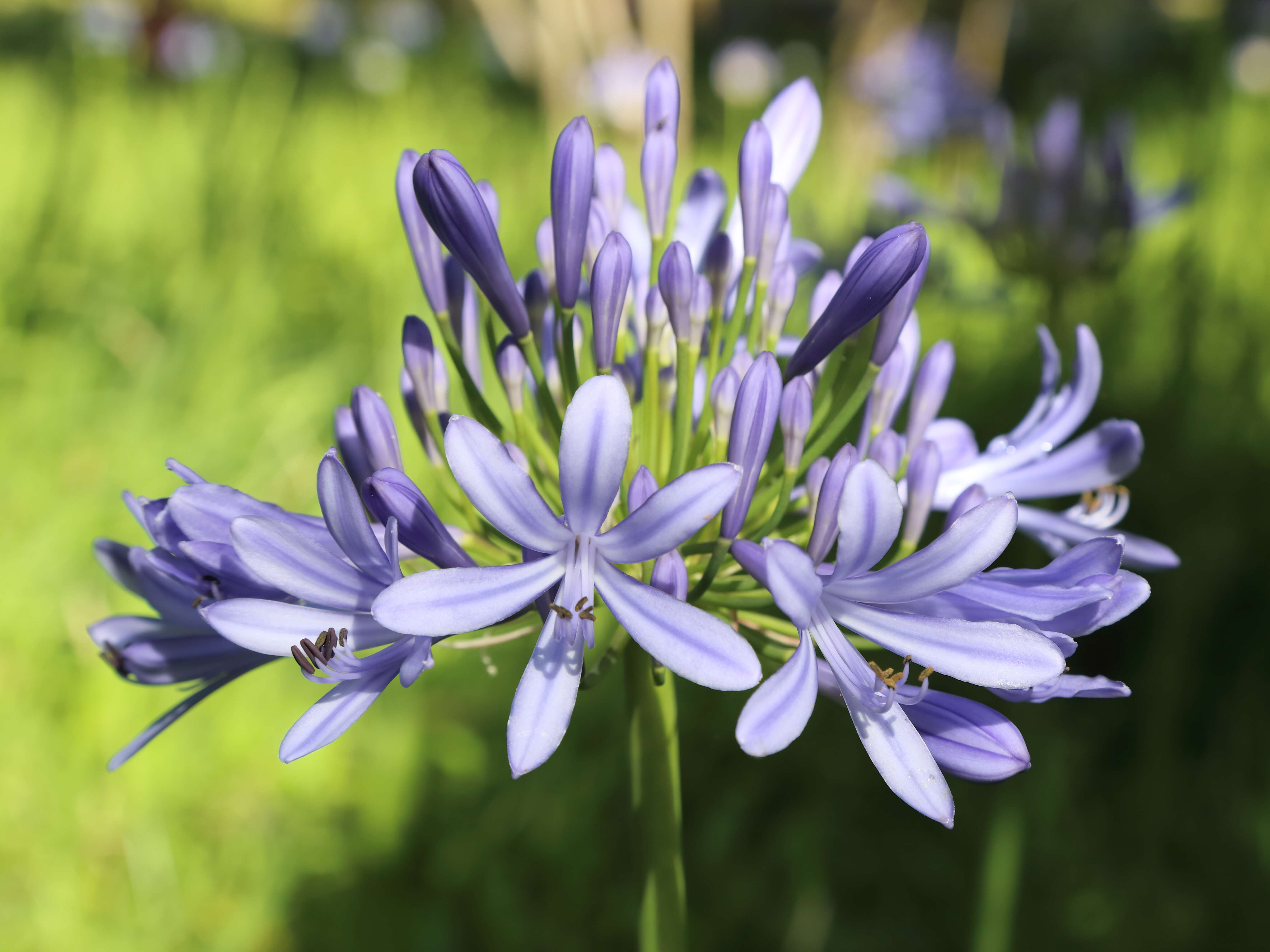 Imagem de Agapanthus praecox Willd.