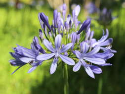 Imagem de Agapanthus praecox Willd.