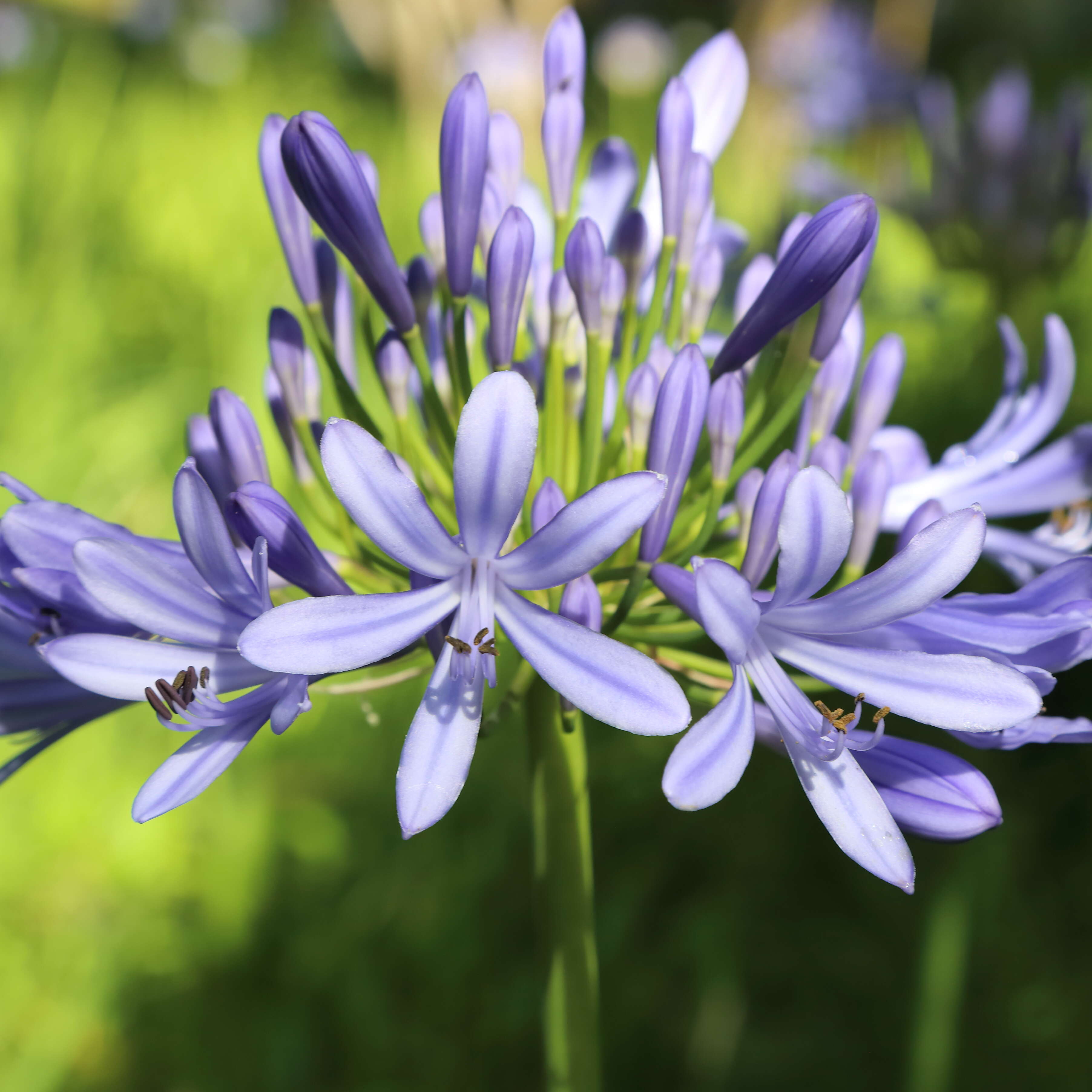 Imagem de Agapanthus praecox Willd.