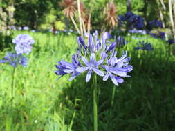 Imagem de Agapanthus praecox Willd.