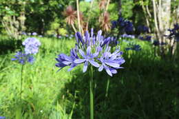 Imagem de Agapanthus praecox Willd.