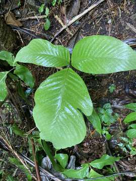 Image of Woodland Creeping Fern