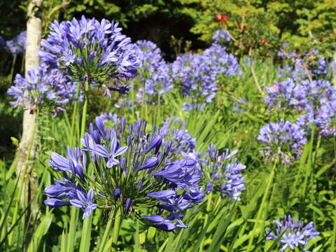 Imagem de Agapanthus praecox Willd.