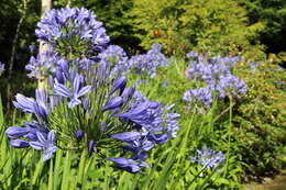 Imagem de Agapanthus praecox Willd.