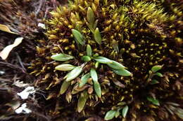 Image of Ranunculus gracilipes Hook. fil.