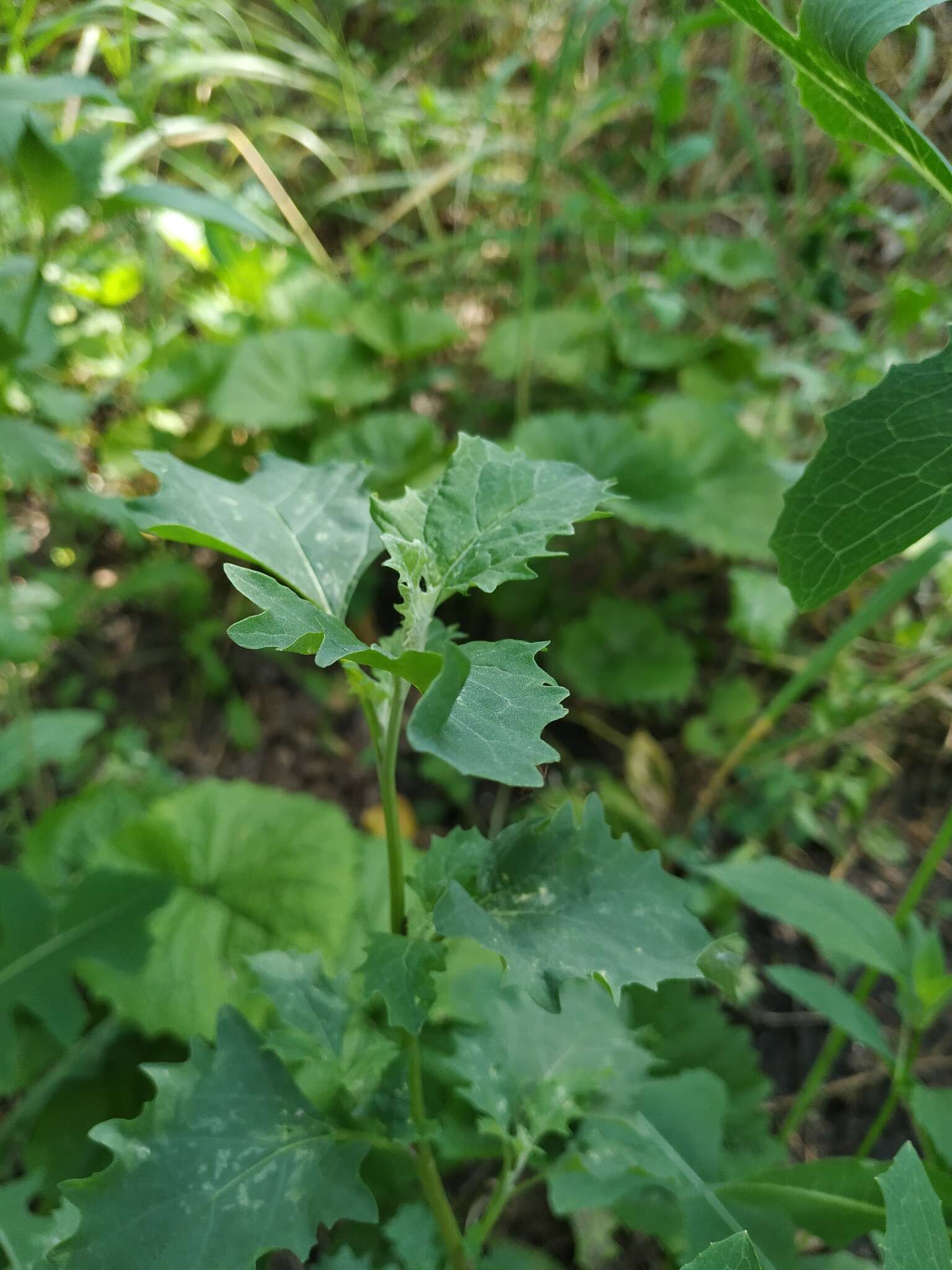 Image of Tatarian orache